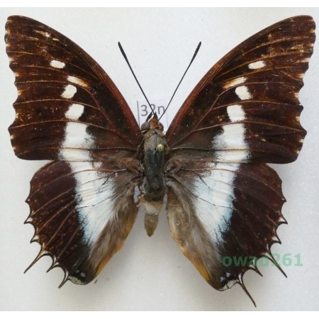 Charaxes brutus andara Ward, 1873 male Madagascar 67mm32n